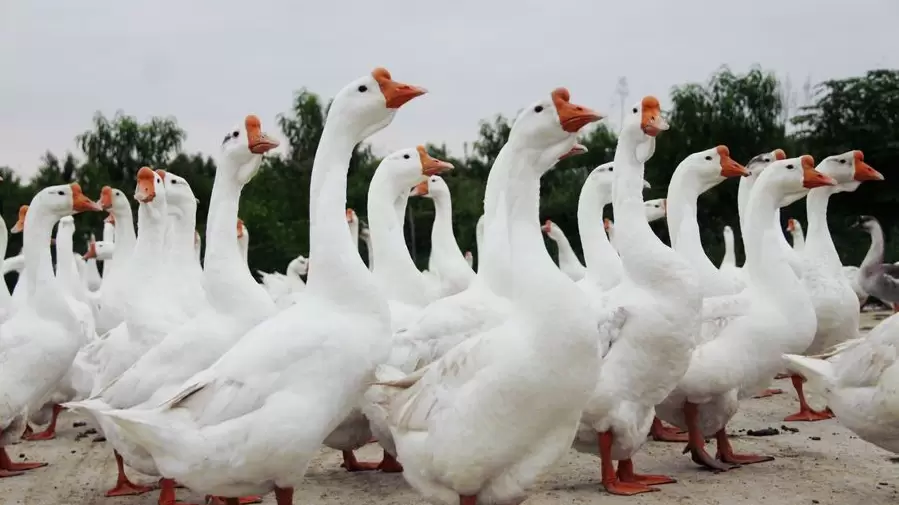 毛色不好,吃料不吸收 教你一招-会东网