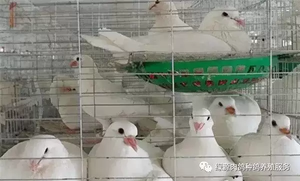 怎样提高肉鸽繁殖率?-会东网
