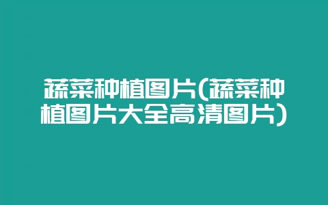 蔬菜种植图片(蔬菜种植图片大全高清图片)-会东网