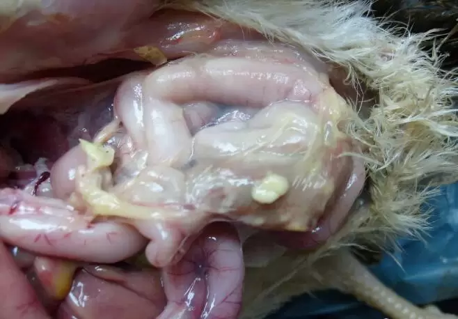掌握发病规律轻松 掌握以下要点,轻松搞定大肠杆菌的症状-会东网