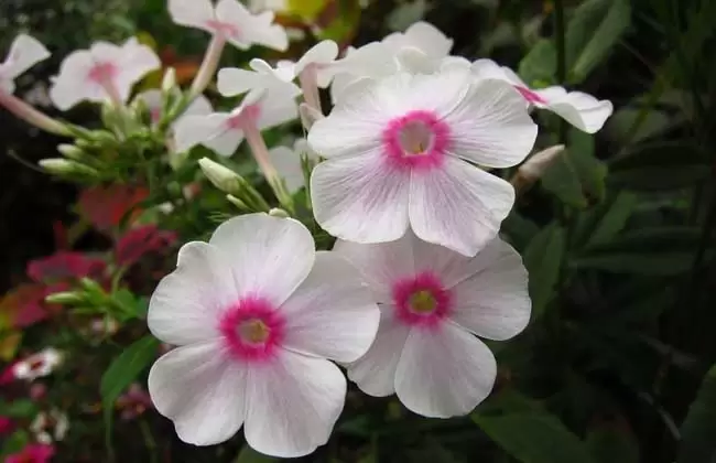 凤仙花的花语是什么?-会东网
