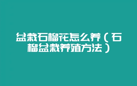 盆栽石榴花怎么养（石榴盆栽养殖方法）-会东网
