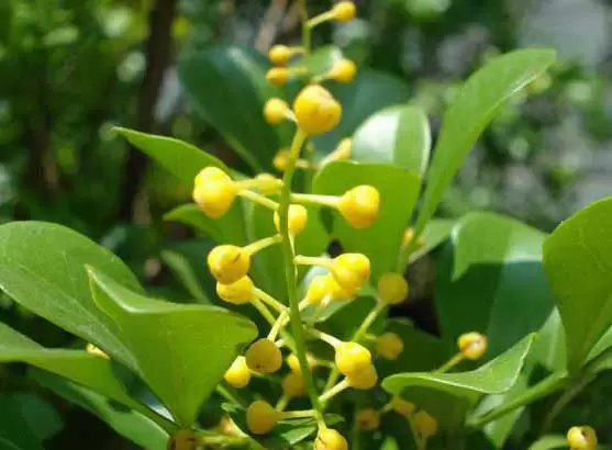 种植米兰花应注意什么?-会东网