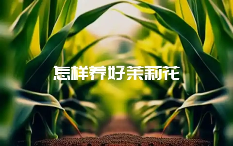 怎样养好茉莉花-会东网