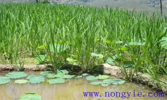 茭瓜种植管理技术要点 重点是水肥的管理-会东网