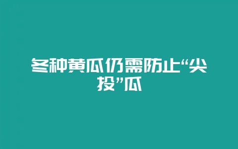 冬种黄瓜仍需防止“尖头”瓜-会东网