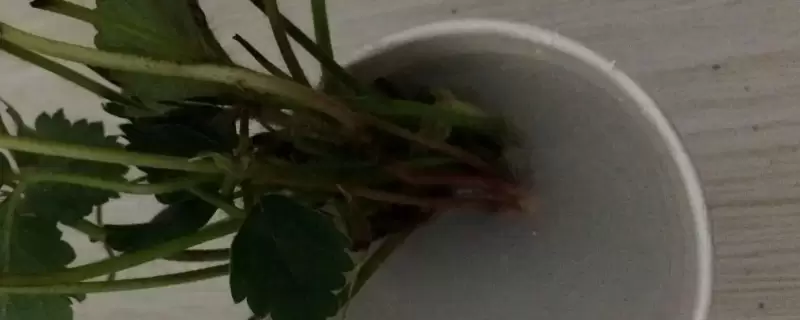 树枝生根最简单方法-会东网