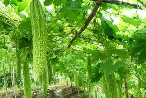 苦瓜的种植方法 苦瓜的种植技术-会东网