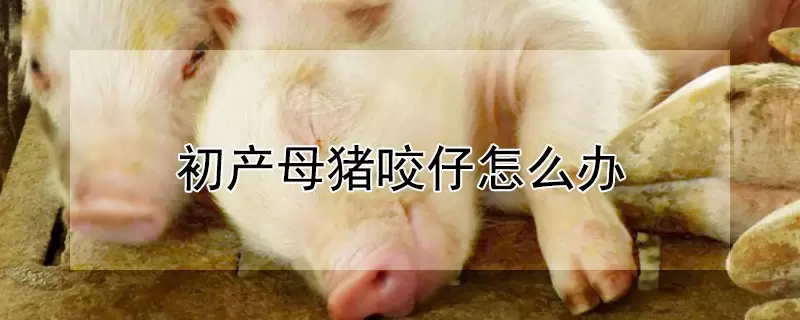 初产母猪咬仔怎么办-会东网