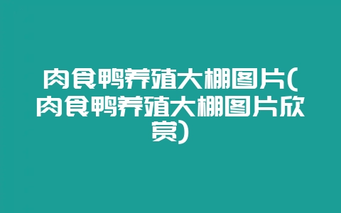 肉食鸭养殖大棚图片(肉食鸭养殖大棚图片欣赏)-会东网