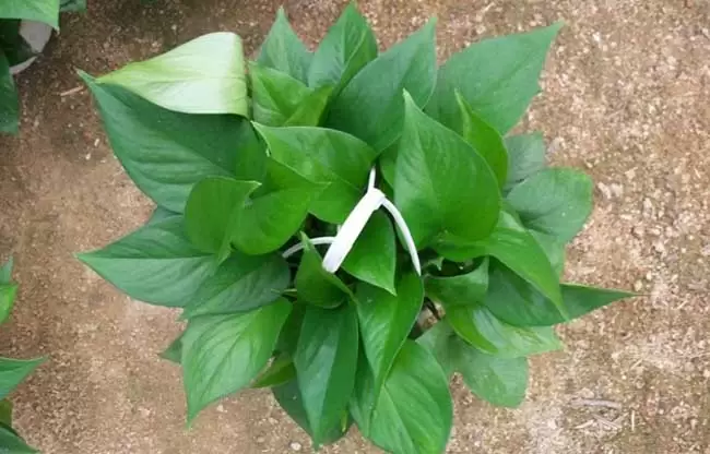 绿萝的品种分类有哪些?-会东网
