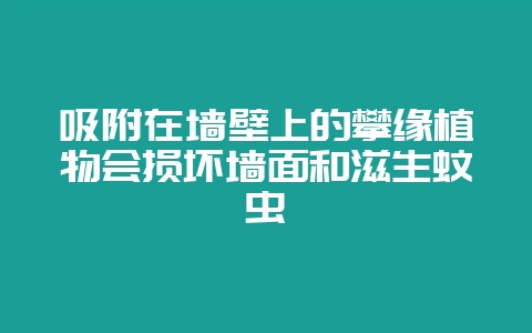 吸附在墙壁上的攀缘植物会损坏墙面和滋生蚊虫-会东网