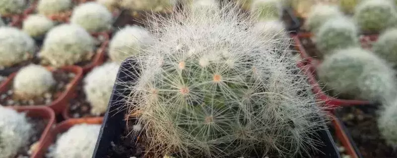 墨西哥飞蓬的养殖方法,需要保持适度的湿润程度-会东网