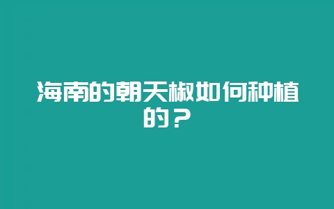 海南的朝天椒如何种植的?-会东网
