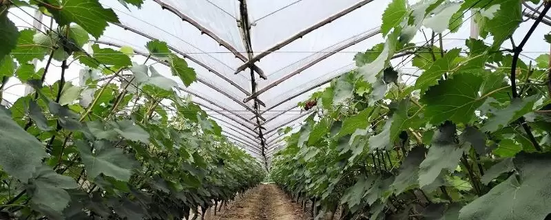 建造一亩葡萄大棚需要投资多少，主要取决于大棚的类型-会东网