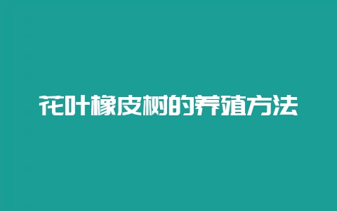 花叶橡皮树的养殖方法-会东网