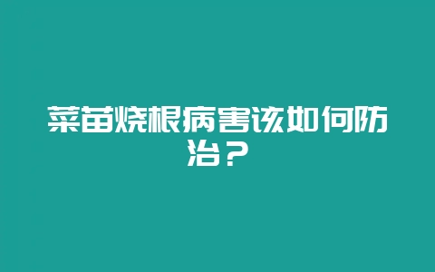 菜苗烧根病害该如何防治?-会东网