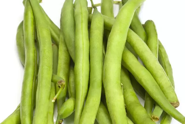 四季豆的营养价值与功效 四季豆的功效与作用-会东网