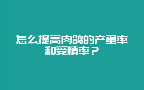 怎么提高肉鸽的产蛋率和受精率?-会东网