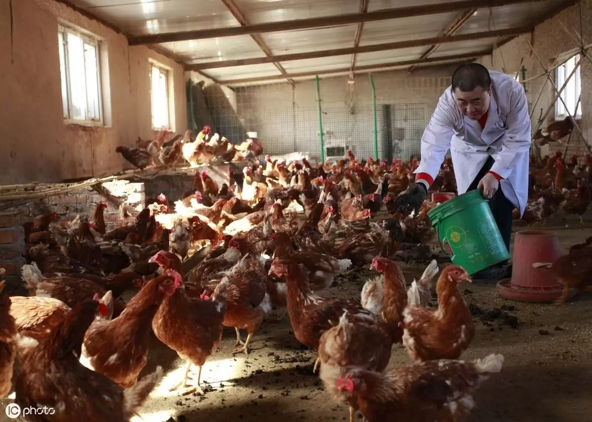 如何分辨 鸡群是否正常，开看这里-会东网