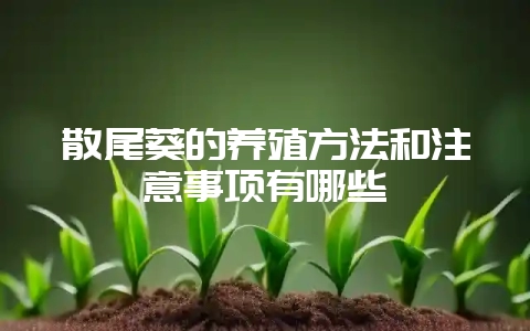 散尾葵的养殖方法和注意事项有哪些-会东网
