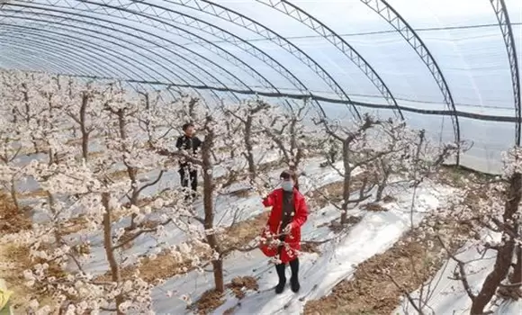 大棚杏树种植技术 大棚杏树的栽培与管理须知-会东网