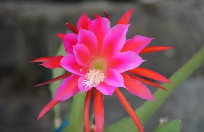 昙花和令箭荷花的区别-会东网