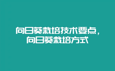 向日葵栽培技术要点,向日葵栽培方式-会东网