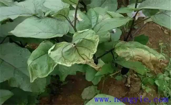 茄子萎焉的原因是什么 茄子萎焉防治方法有哪些-会东网