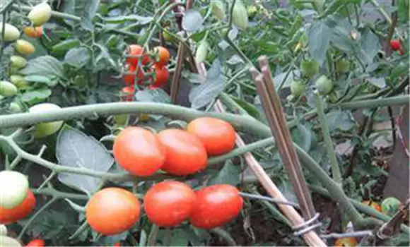 圣女果种植温度要求 圣女果种植管理技术要点-会东网