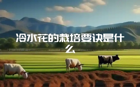冷水花的栽培要诀是什么-会东网