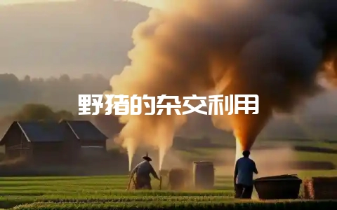 野猪的杂交利用-会东网