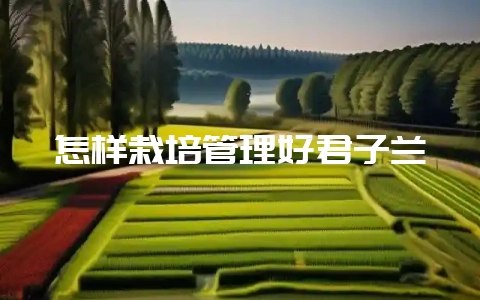 怎样栽培管理好君子兰-会东网