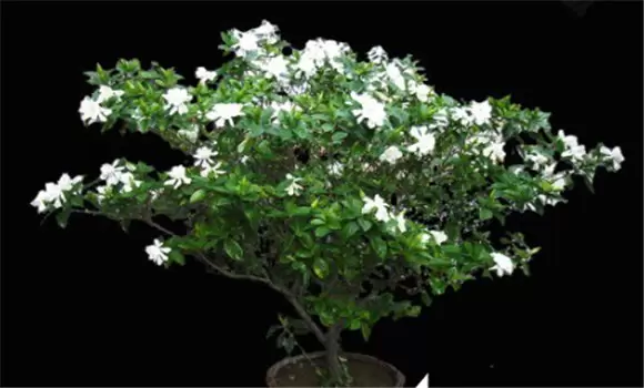 盆栽栀子花的养殖方法,栀子花的养殖方法要点-会东网