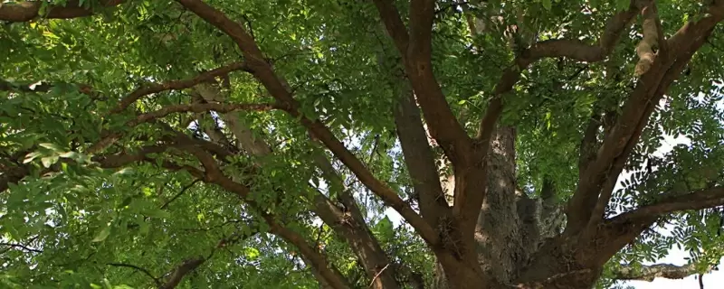 皂荚树的特点-会东网