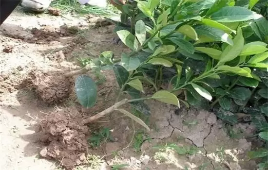 佛手盆栽的种植方法-会东网