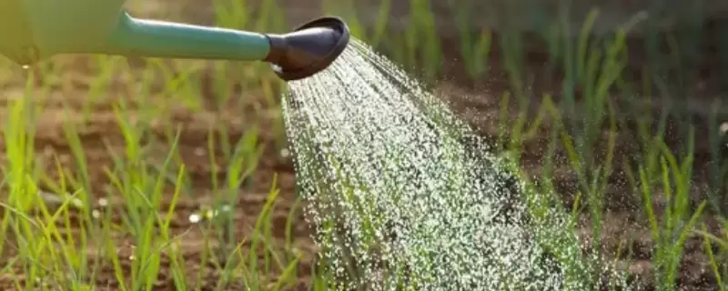 花移盆之后可以马上就浇水吗-会东网