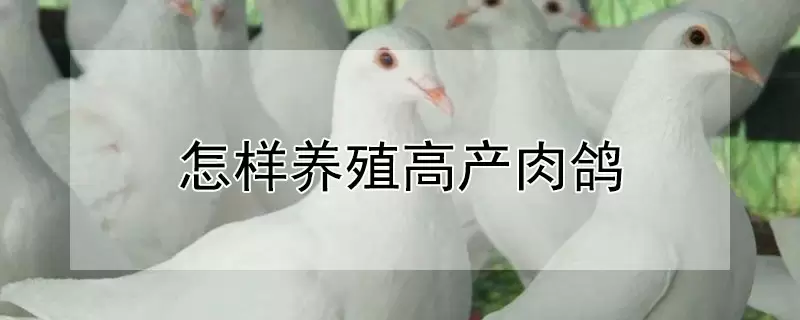 怎样养殖高产肉鸽-会东网
