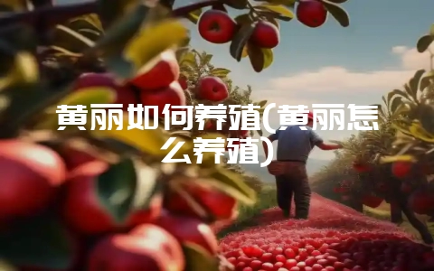 黄丽如何养殖(黄丽怎么养殖)-会东网