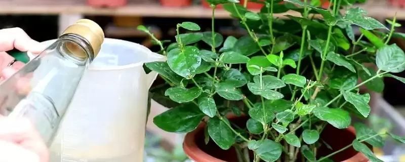 快速清洗花叶灰尘简单方法-会东网