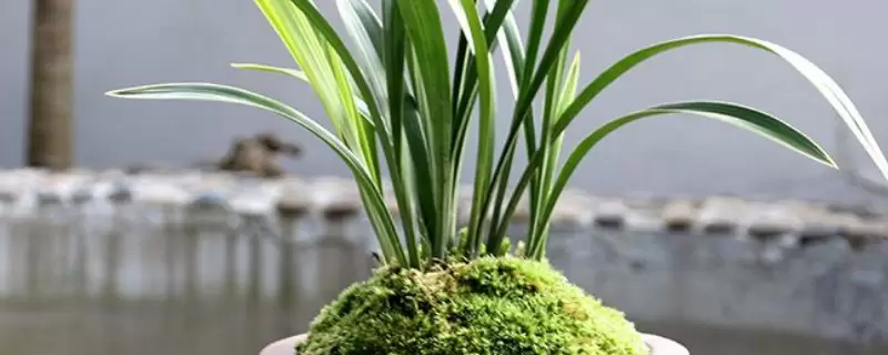 酵母粉兑水可以浇哪些花卉-会东网