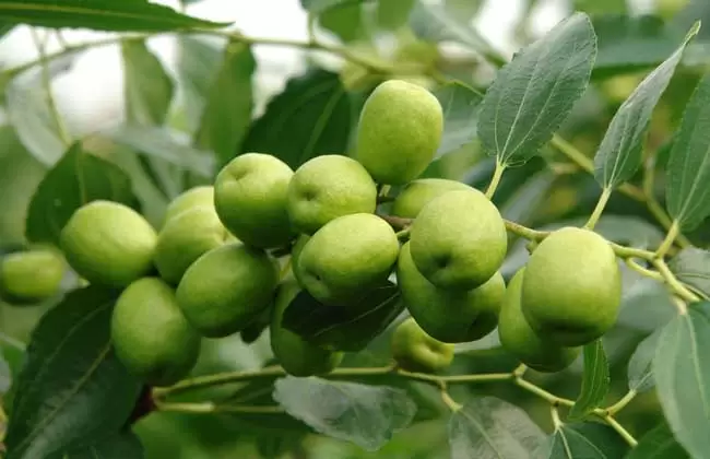 枣树保花保果的措施 枣树如何管理才能多结果-会东网