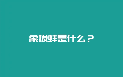 象拔蚌是什么？-会东网