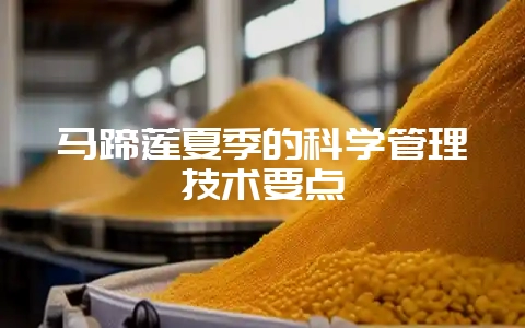马蹄莲夏季的科学管理技术要点-会东网