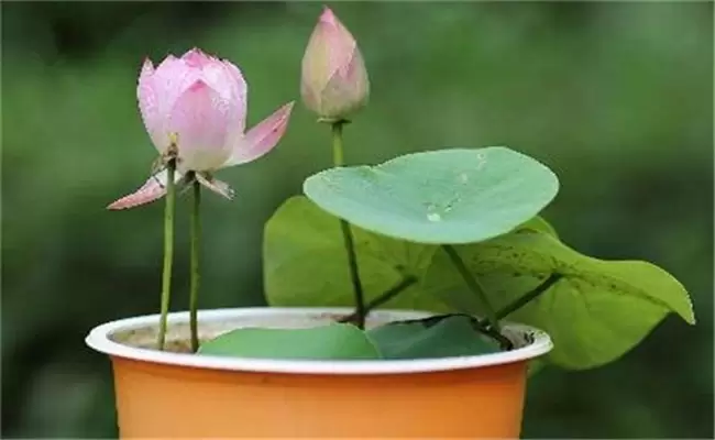 荷花冬天怎样过冬 什么时候发芽 几月份开花-会东网