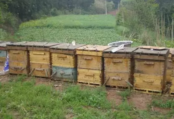 蜜蜂养殖需要准备哪些养蜂工具-会东网