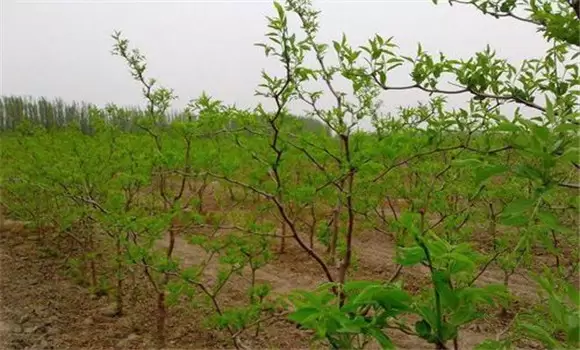 枣树苗几年结果 枣树苗的种植方法-会东网