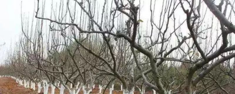 植物冬季为什么需要保暖-会东网