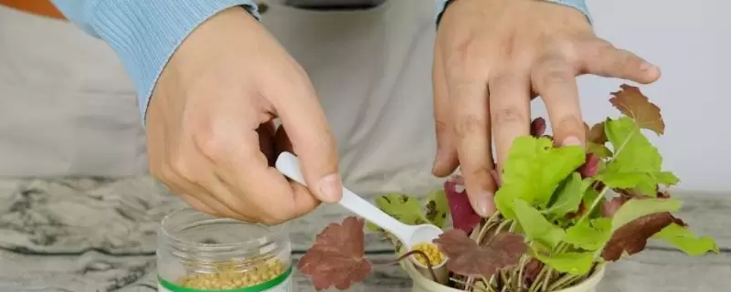 冬季施肥应该注意什么-会东网