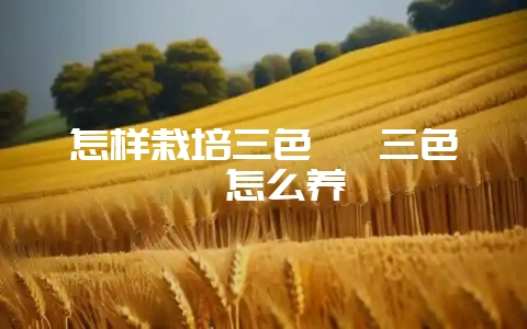 怎样栽培三色堇 三色堇怎么养-会东网